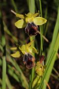 Ophrys funerea